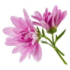 two chrysanthemum flower heads with green stem isolated on white background closeup. Garden flower, no shadows, top view, flat lay.