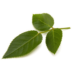 Green rose leaf isolated on white background cutout