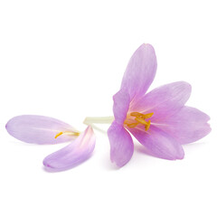Obraz premium lilac crocus flowers isolated on white background