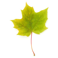 colorful autumn maple leaf isolated on white