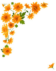 Chrysanthemum  Flowers composition. Frame made of orange flowers on white background, without shaddows. Festive background. Flat lay, top view, copy space.