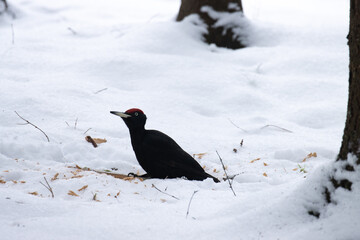 Dark Black woodpecker (Dryocopus martius) on a snowy ground in Estonian boreal forest during winter. 