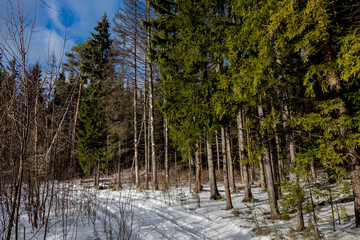 Winter coniferous forest