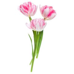 Bouquet of three spring pink tulips flowers isolated on white background closeup. Flowers bunch in air, without shadow. Top view, flat lay.