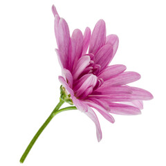 one chrysanthemum flower head on green stem isolated on white background closeup. Garden flower, no shadows, top view, flat lay.