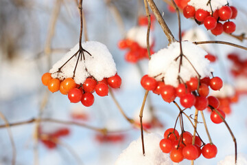 Winter frozen viburnum under the snow. Viburnum in the snow. Red berries. Wonderful winter