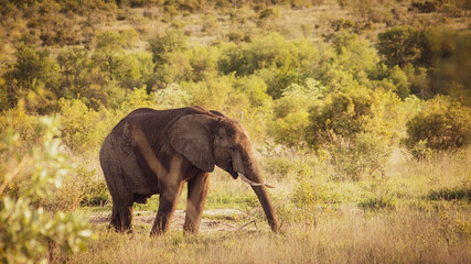 Fototapeta na wymiar Elephant grazing