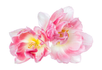 Fototapeta na wymiar Two spring pink tulip flower heads isolated on white background closeup. Tulip in air, without shadow. Top view, flat lay.