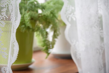 Window sill with ferns, white curtains , home background green