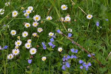Naturalna laką kwiatowa wiosną, Polska © Ewa