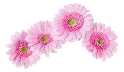 Bouquet of   pink gerbera flower heads isolated on white background closeup. Flowers bunch in air, without shadow. Top view, flat lay.