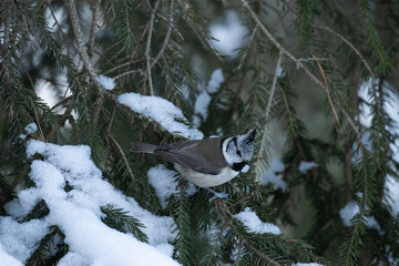 Small European crested tit, Lophophanes cristatus in a darkening boreal forest of Estonia, Northern Europe. 