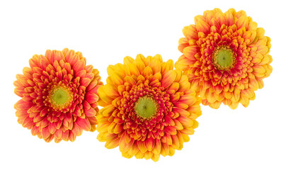 Three   orange gerbera flower heads isolated on white background closeup. Gerbera in air, without shadow. Top view, flat lay.