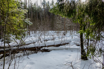 Winter forest