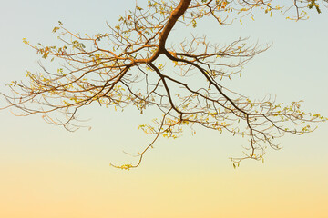 The tree branches in the sunset or sunrise
