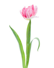 spring pink tulip flower isolated on white background closeup. Tulip in air, without shadow. Top view, flat lay.