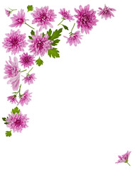 Chrysanthemum  Flowers composition. Frame made of pink flowers on white background, without shadows. Festive background. Flat lay, top view, copy space.