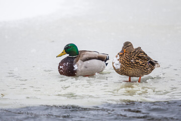 Pair of Mallard Ducks Rest on an Icy Pond During a Winter Snowstorm