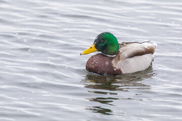 Fototapeta premium Drake Mallard Duck Rests on a Chilly Pond During a Winter Snowstorm