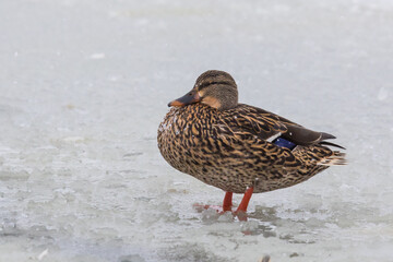 Hen Mallard Duck Stands on Frozen Slushy Pond During Winter Snowstorm