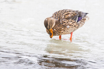 Hen Mallard Duck Contemplates the Water on Edge of Ice Sheet on a Frozen Slushy Pond During Winter Snowstorm