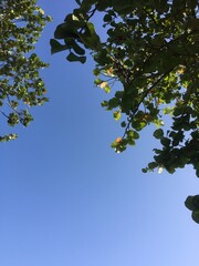 cielo con  hojas arriba y  un camino de bicicletas con arboles alrededor