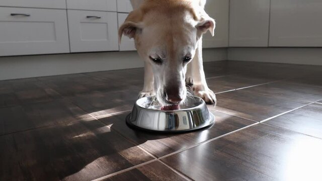 Thirsty dog drinking from metal bowl at home. Pet owner giving water his labrador retriever.