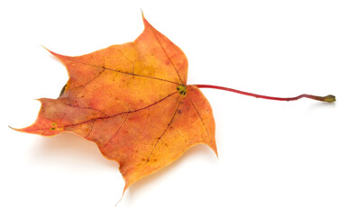 colorful autumn maple leaf isolated on white