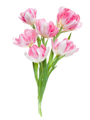 Bouquet of spring pink tulips flowers isolated on white background closeup. Flowers bunch in air, without shadow. Top view, flat lay.