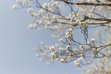 White Dogwood tree or Cornus florida in full bloom. Hanamizuki, Cornus florida, Flowering Dogwood. White small flowers against blue sky. Spring background