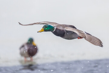 Obraz premium Drake Mallard Duck Comes in for a Landing in a Winter Snowstorm