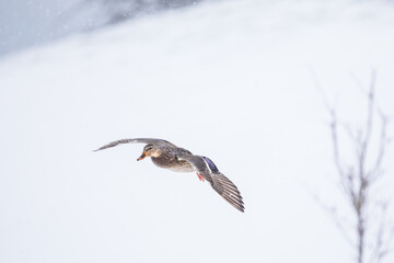 Hen Mallard Comes in for a Landing in a Winter Snowstorm