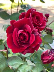 Red Roses