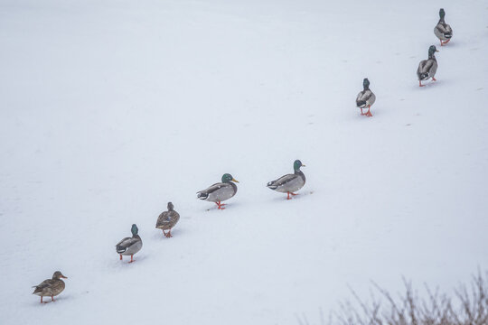 「重い足取り」の画像 1,207 件の Stock 写真、ベクターおよびビデオ Adobe Stock