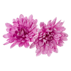 two chrysanthemum flower heads isolated on white background closeup. Garden flower, no shadows, top view, flat lay.