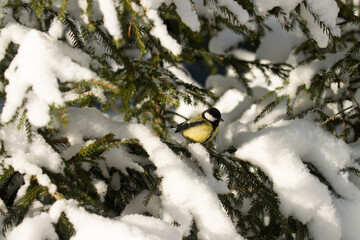 European winter bird Great tit, Parus major, in a snowy forest during a cold and white winter day in Estonian nature, Northern Europe.	