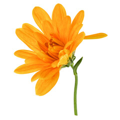 one chrysanthemum flower head on green stem isolated on white background closeup. Garden flower, no shadows, top view, flat lay.