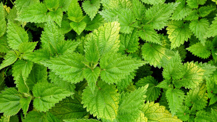 a plant called nettle growing near the castle in Ciechan&oacute;w in the Masovian Voivodeship