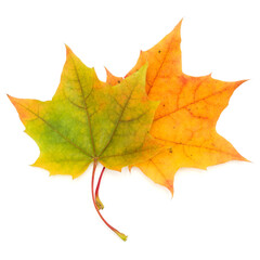 colorful autumn maple leaf isolated on white