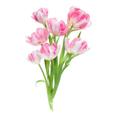 Naklejka na ściany i meble Bouquet of spring pink tulips flowers isolated on white background closeup. Flowers bunch in air, without shadow. Top view, flat lay.