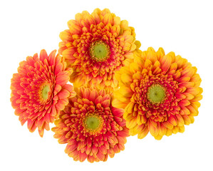 Bouquet of   orange gerbera flower heads isolated on white background closeup. Flowers bunch in air, without shadow. Top view, flat lay.