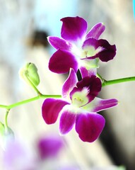 purple orchid with white motif with green leaves