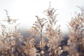 Dry branches of grass and flowers on a winter snowy field. Seasonal cold nature background. Winter...