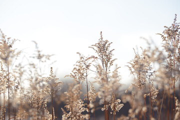 Dry branches of grass and flowers on a winter snowy field. Seasonal cold nature background. Winter landscape details. Wild plants frozen and covered with snow and ice in meadow.