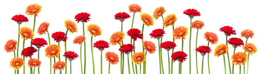 gerbera flowers isolated on white background. Spring panorama.
