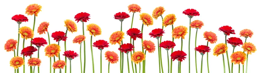 Fotobehang Gerbera gerbera flowers isolated on white background. Spring panorama.  © Natika