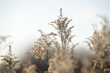 Dry branches of grass and flowers on a winter snowy field. Seasonal cold nature background. Winter landscape details. Wild plants frozen and covered with snow and ice in meadow.