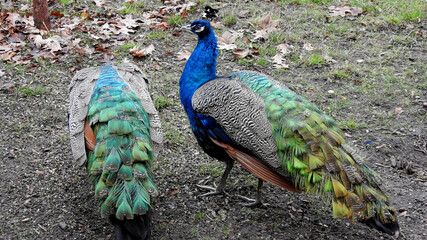 Obraz premium animal bird called Indian peacock from the family of cocks from the breeding farm in Masovia, Poland