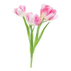 Bouquet of three spring pink tulips flowers isolated on white background closeup. Flowers bunch in air, without shadow. Top view, flat lay.