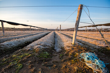 Fototapeta premium Large ginseng field in central Wisconsin in March